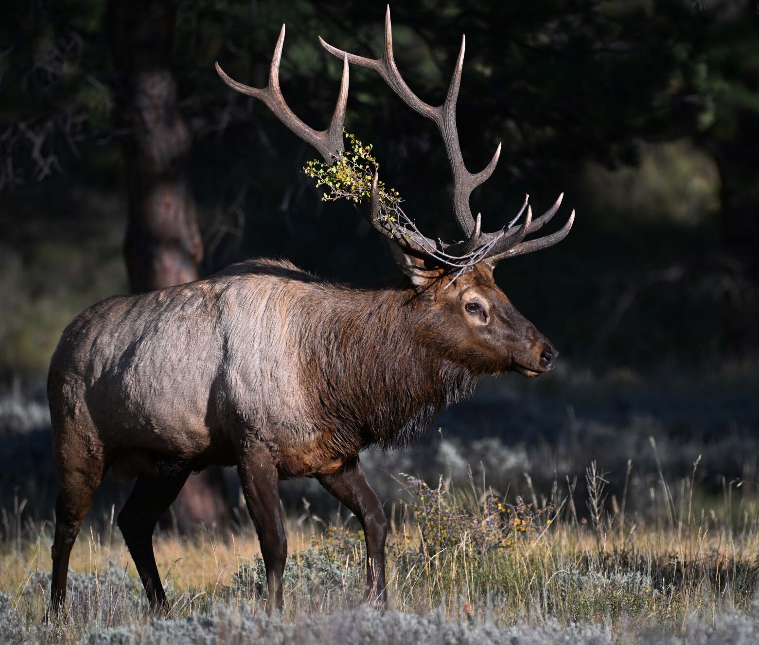 100922-life-elk 7.jpg